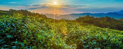 ​马灵光是什么树 马灵光树是国家几级植物