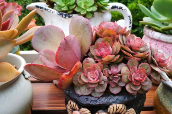 多肉秀妍的养殖方法和注意事项(图2)