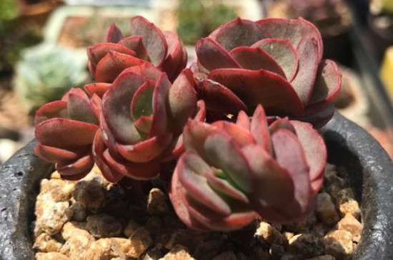 多肉秀妍的养殖方法和注意事项(图4)