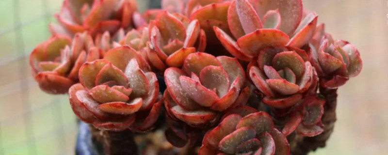多肉秀妍的养殖方法和注意事项(图1)