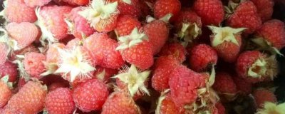 ​山莓的营养价值及营养成分