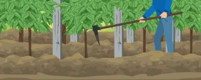 ​生根粉如何使用