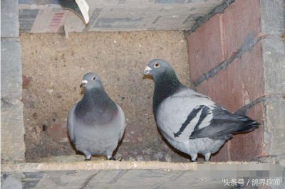 ​鸽子口黄吃什么药好得快（小鸽子口黄怎么治疗）