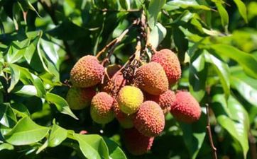 日食是怎么形成的 一年中会出现几次日食