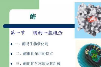 ​生物中的水解酶有什么