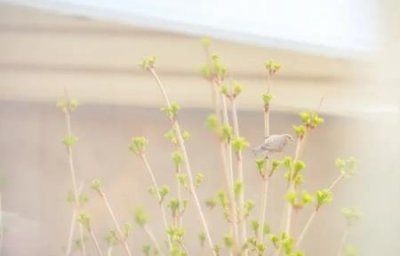 ​趣知识：硅胶屉布蒸馒头有毒吗？硅胶屉布蒸馒头有毒吗？可用多长时间