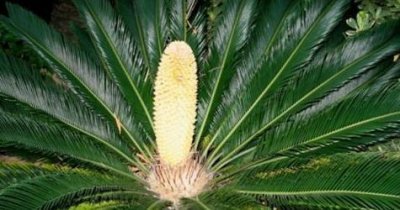 ​此树曾是恐龙最爱的食物，如今却被鉴定含有剧毒，全球仅此一颗