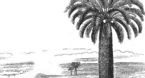 此树曾是恐龙最爱的食物，如今却被鉴定含有剧毒，全球仅此一颗