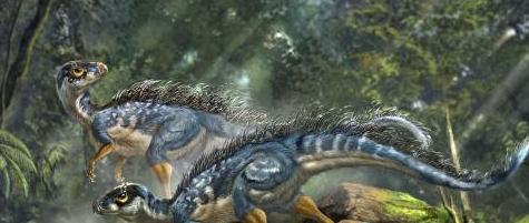 此树曾是恐龙最爱的食物，如今却被鉴定含有剧毒，全球仅此一颗