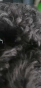 ​上班时间怎么喂狗粮（第一次喂狗粮怎么喂)