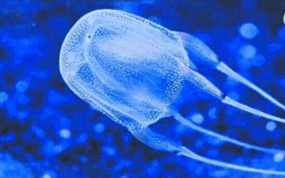 ​世界十大恐怖动物之王