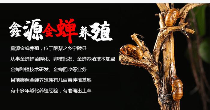 金蝉养殖（关于金蝉的养殖方法）