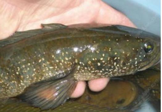 中国独有野味，藏躲在石缝当中，身上画有“青龙白虎”