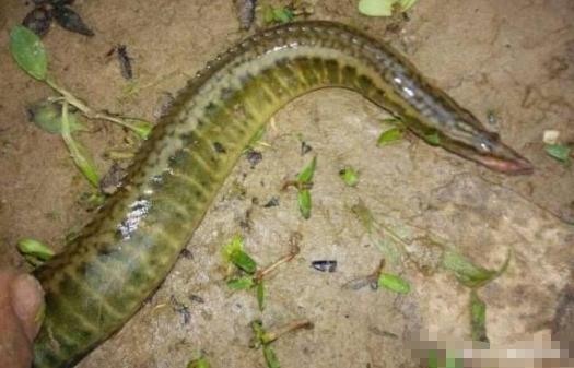 中国独有野味，藏躲在石缝当中，身上画有“青龙白虎”