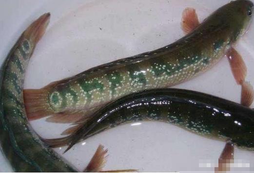 中国独有野味，藏躲在石缝当中，身上画有“青龙白虎”