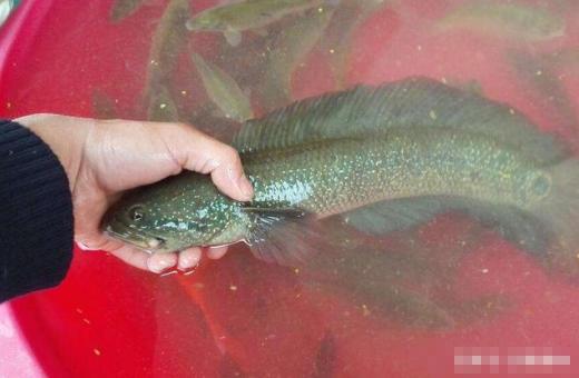 中国独有野味，藏躲在石缝当中，身上画有“青龙白虎”