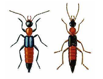 如果被这些昆虫咬伤要赶快处理不然后果严重