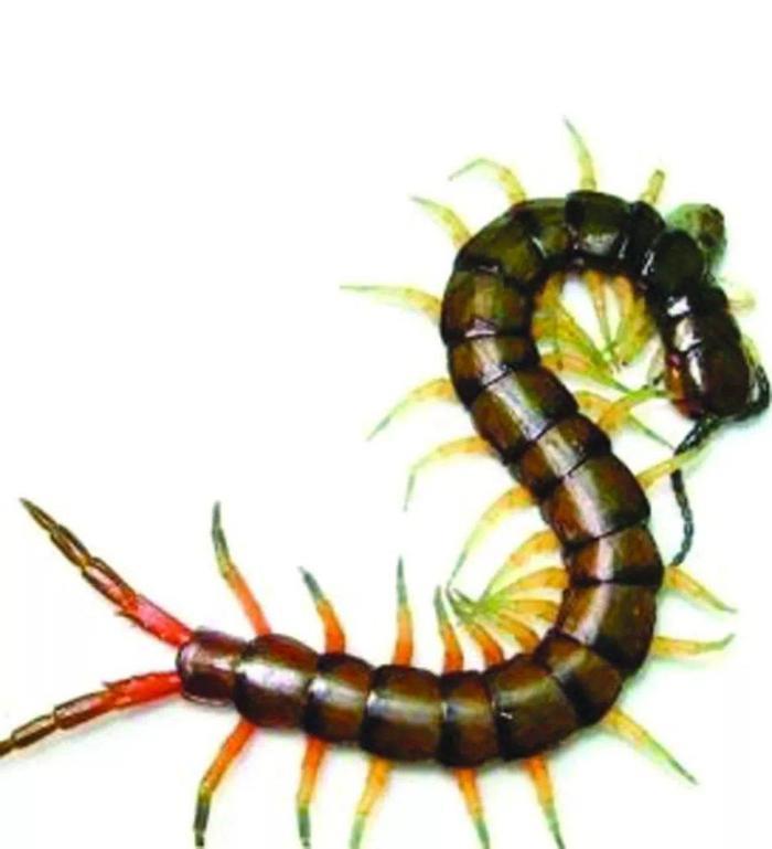 如果被这些昆虫咬伤要赶快处理不然后果严重