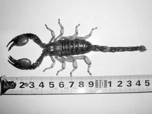 如果被这些昆虫咬伤要赶快处理不然后果严重