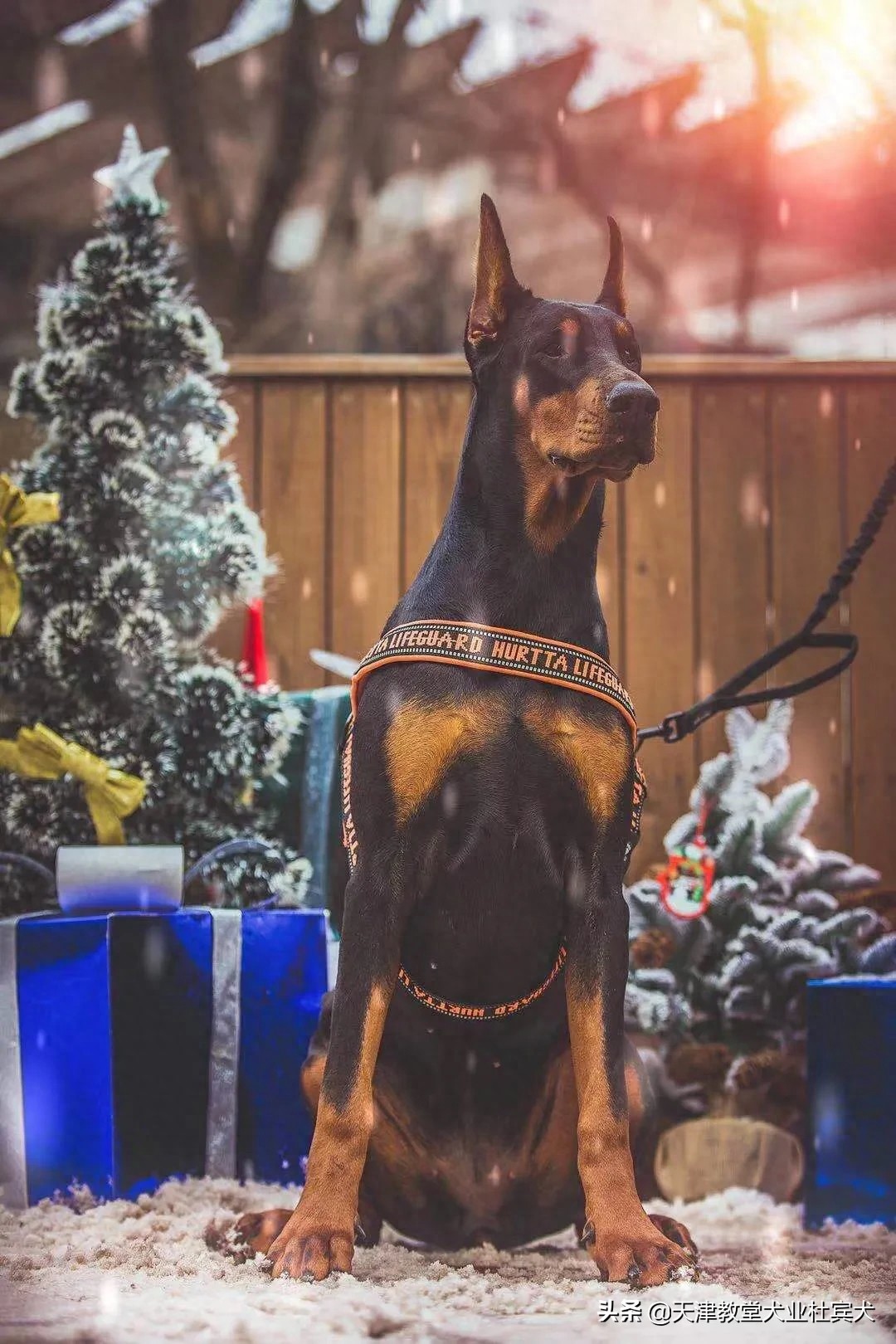 颜值担当，杜宾犬