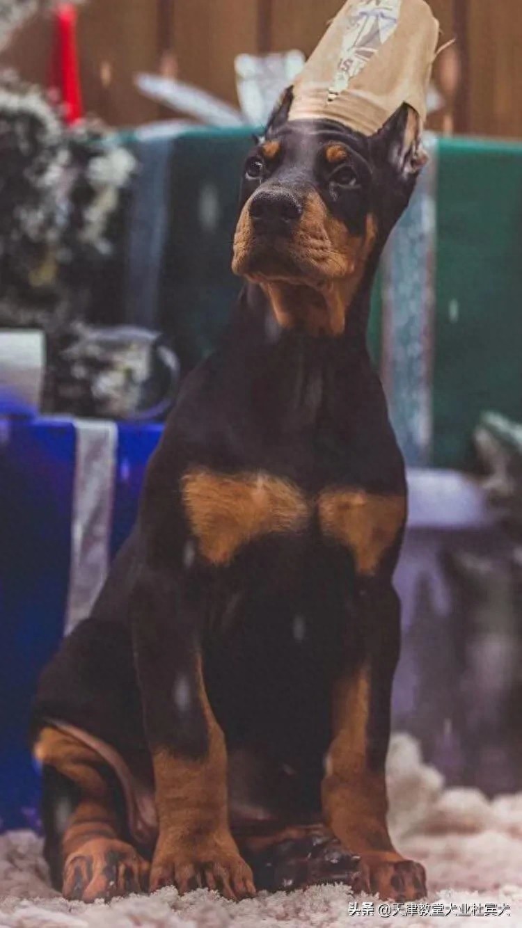 颜值担当，杜宾犬