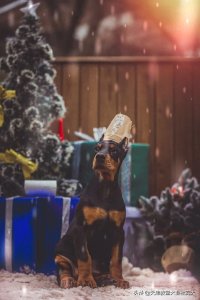 ​颜值担当，杜宾犬