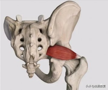​梨状肌在哪个位置？来看看梨状肌的体表定位