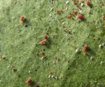 ​红白蜘蛛的克星，打药时加一点，杀虫干净，持效期延长7天以上