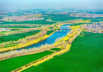 ​汝河春景美如画 杨柳油菜相映辉