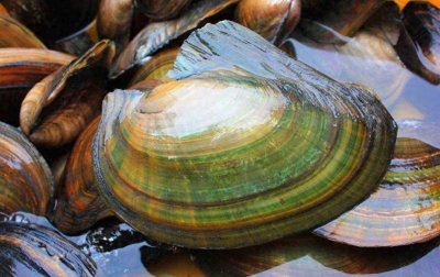 ​河蚌营养美味，为什么却没人吃河蚌？吃河蚌的危害很大吗？