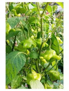 ​朝天椒，又名望天椒