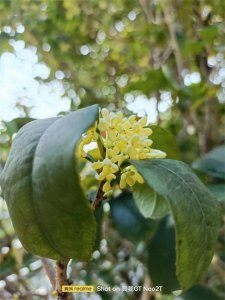 ​‌‌吴刚捧出桂花酒