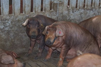 ​你还不知道杜洛克猪品种特点及其优缺点吗？
