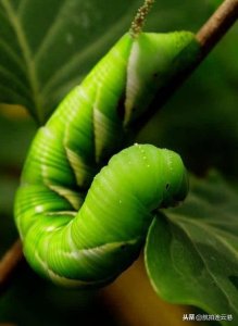 ​舌尖上的连云港，匪夷所思的美味—豆丹