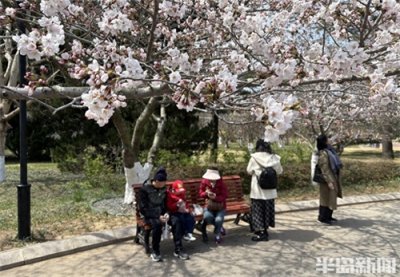 ​走起，中山公园赏樱花！