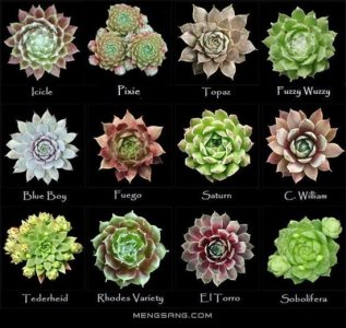 ​108种长生草属多肉植物图鉴 收藏