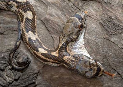 ​美国惊现神奇双头蛇，竟然还会互相咬！
