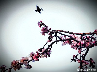 ​神秘的蜂鸟鹰蛾，如小鸟穿梭花丛