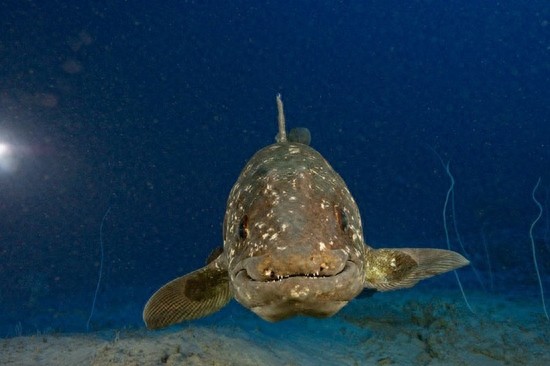 与恐龙同岁的腔棘鱼:濒临灭绝,堪称海底生物