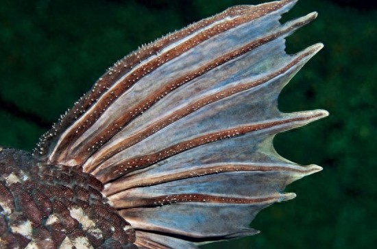 与恐龙同岁的腔棘鱼:濒临灭绝,堪称海底生物