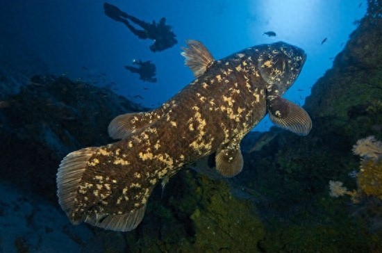 与恐龙同岁的腔棘鱼:濒临灭绝,堪称海底生物
