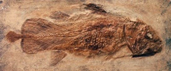 与恐龙同岁的腔棘鱼:濒临灭绝,堪称海底生物