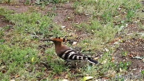 清晨漫步,手机随拍路边觅食的长嘴鸟