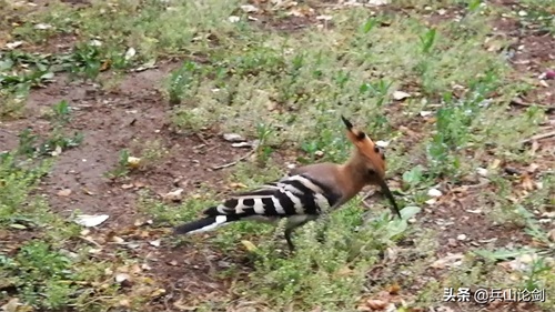 清晨漫步,手机随拍路边觅食的长嘴鸟