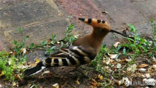 清晨漫步,手机随拍路边觅食的长嘴鸟
