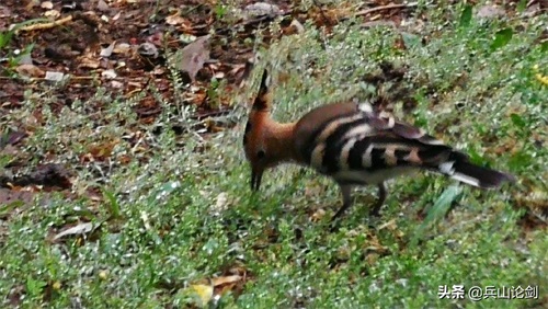 清晨漫步,手机随拍路边觅食的长嘴鸟