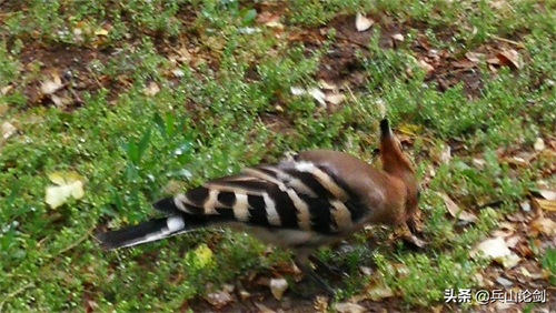 清晨漫步,手机随拍路边觅食的长嘴鸟