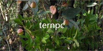 ​珍贵用材树种——黄梨木植物非试管高效快繁