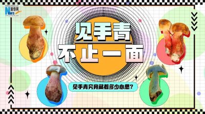 ​创意海报 | 见手青：不止一面