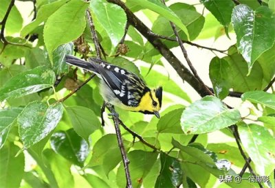 ​「在墨脱遇见鸟之五」黄颊山雀